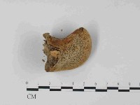 藏品(東方栓菌)的圖片