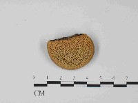 藏品(東方栓菌)的圖片