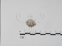 藏品(裂褶菌)的圖片