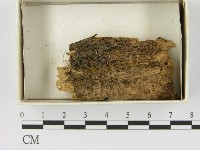 藏品(相鄰小孔菌)的圖片