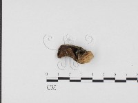 藏品(毛木耳)的圖片