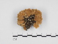 藏品(雲芝)的圖片