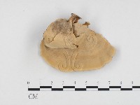 藏品(相鄰小孔菌)的圖片