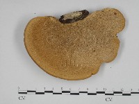 藏品(東方栓菌)的圖片