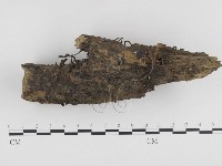 藏品(炭角菌屬)的圖片