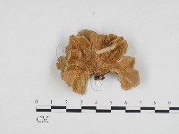 藏品(雲芝)的圖片