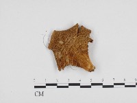 藏品(糙皮側耳)的圖片