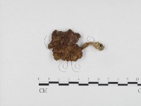 藏品(粉褶菌屬)的圖片