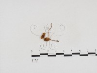 藏品(小菇屬)的圖片