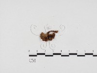 藏品(粉褶菌屬)的圖片