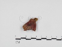 藏品(紅菇屬)的圖片