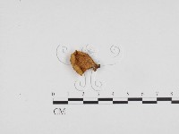 藏品(側耳屬)的圖片