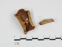 藏品(紅菇屬)的圖片