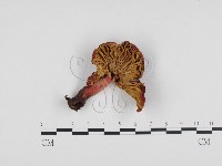 藏品(紅菇屬)的圖片