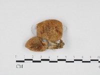 藏品(乳菇屬)的圖片