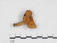 藏品(紅菇屬)的圖片