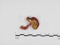 藏品(紅菇屬)的圖片