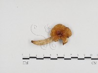 藏品(紅菇屬)的圖片