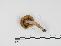 藏品(紅菇屬)的圖片