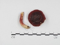 藏品(紅菇屬)的圖片