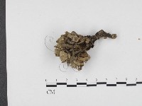 藏品(棕色革菌)的圖片