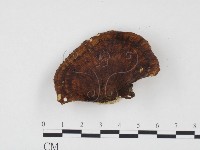 藏品(相鄰小孔菌)的圖片