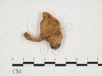 藏品(四孢蘑菇)的圖片