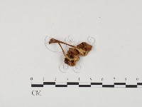 藏品(小菇屬)的圖片