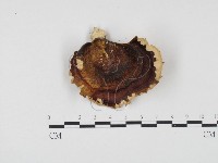 藏品(相鄰小孔菌)的圖片