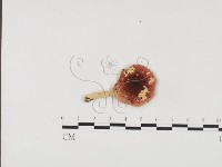 藏品()的圖片