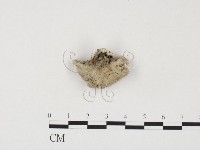 藏品(裂褶菌)的圖片