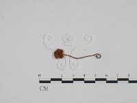 藏品(小菇屬)的圖片