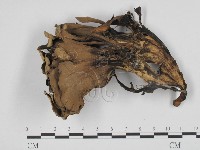 藏品(革菌屬)的圖片