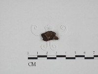 藏品(紅菇屬)的圖片