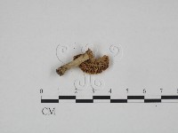 藏品(紅菇屬)的圖片