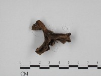 藏品(革菌屬)的圖片