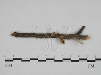 藏品(微皮傘屬)的圖片