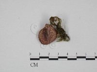 藏品(紅菇屬)的圖片