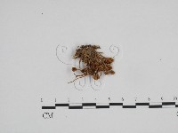 藏品(小菇屬)的圖片