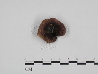 藏品(紅菇屬)的圖片