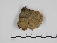 藏品(蠔韌革菌)的圖片