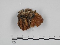 藏品(雲芝)的圖片