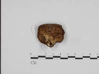 藏品(寬鱗多孔菌)的圖片