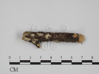 藏品(絲齒菌屬)的圖片