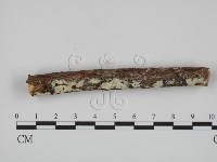 藏品(絲齒菌屬)的圖片