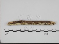 藏品(絲齒菌屬)的圖片