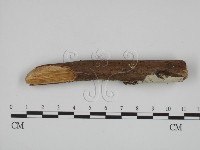 藏品(絲齒菌屬)的圖片