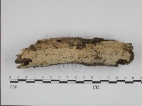 藏品(射脈菌屬)的圖片