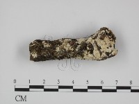 藏品(冇骨消絲齒菌)的圖片