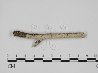 藏品(絲齒菌屬)的圖片